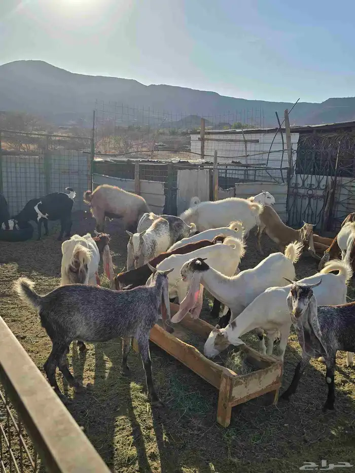 عنز هولنديه طيبه وجذابه للبيع عدد 32 6