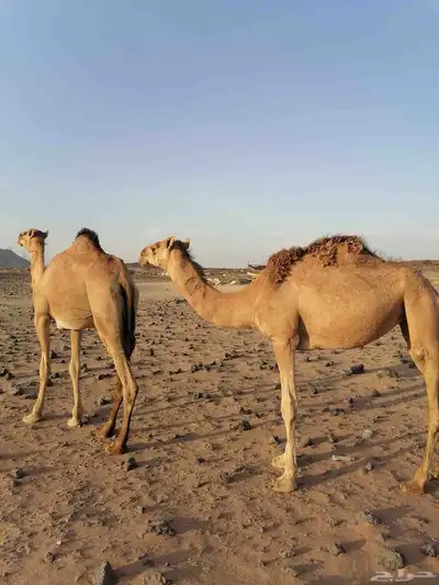 بكار حمر خوات index