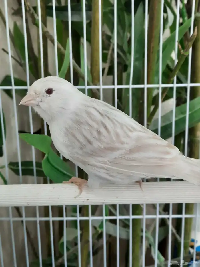 ساتيني كلاسك 0