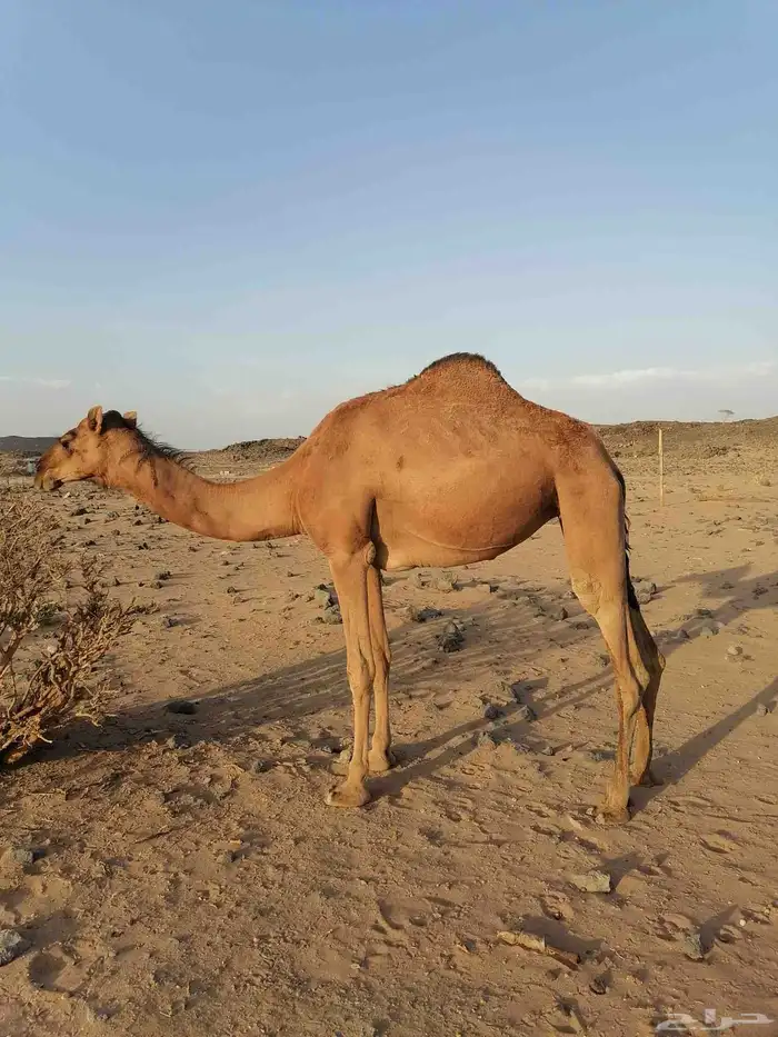 بكار حمر خوات 0