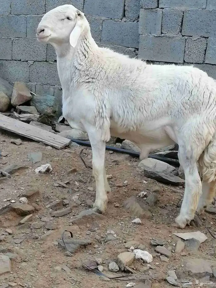 الفحل راس الطير للبيع 1