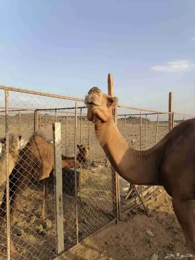 بكار حمر خوات index