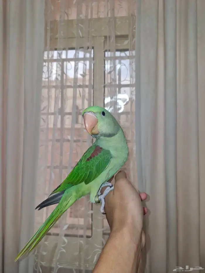 فرخ دره نيبالي ذكر 2