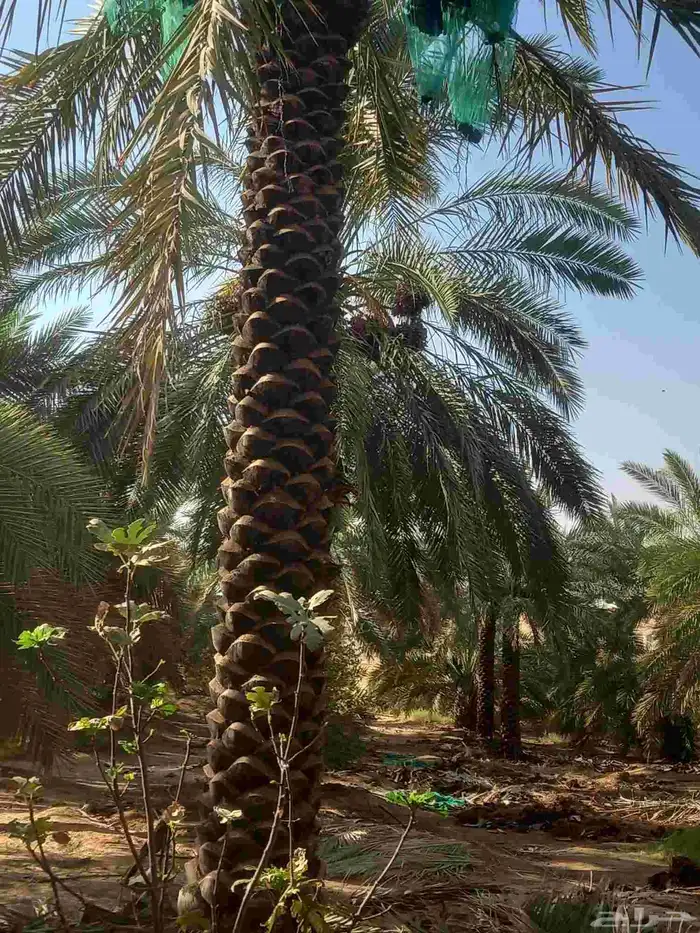 مزارع 15
