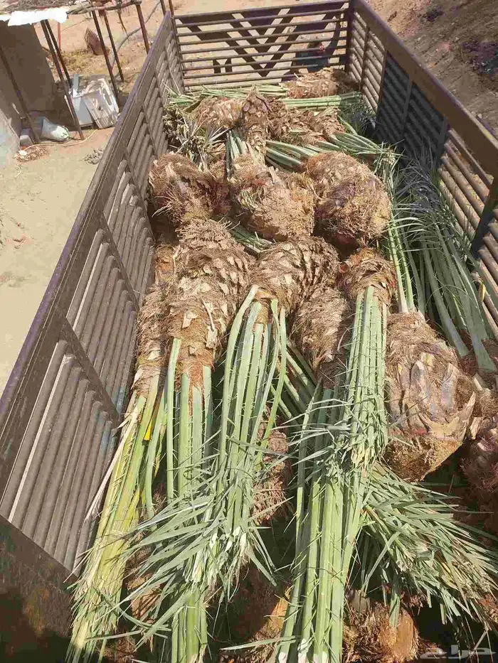 مشالله تبارك الرحمن فسائل طيبه نخيل مثمر_بجميع_انواعه_ومقاست 5