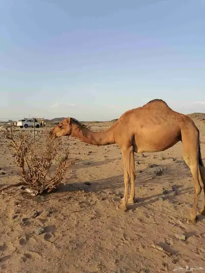 بكار حمر خوات index