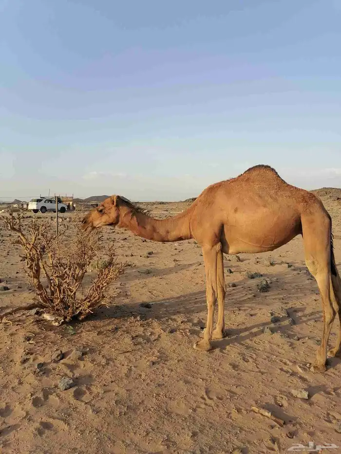 بكار حمر خوات 1