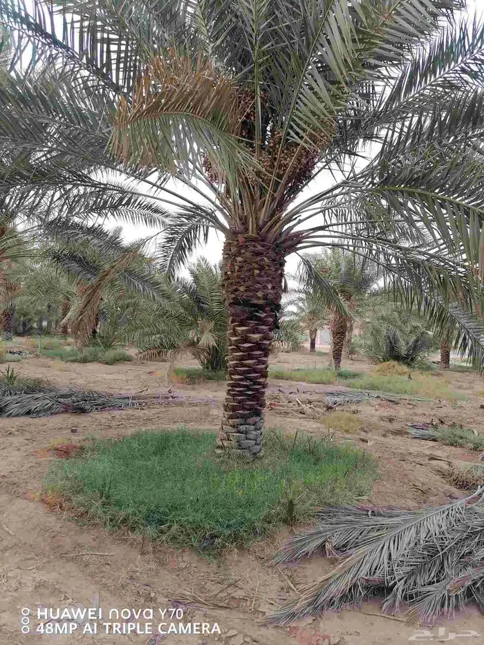 نخل عربي نقايل خلاص ماشاءالله جبر وفحالات 8