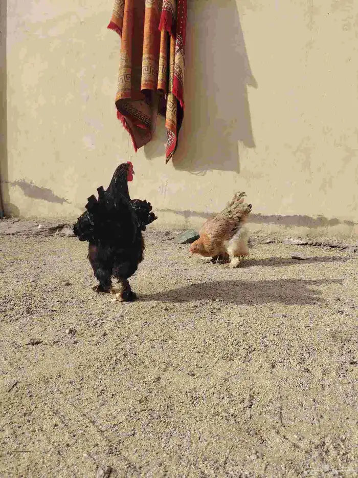 للبيع دجاج براهما 4