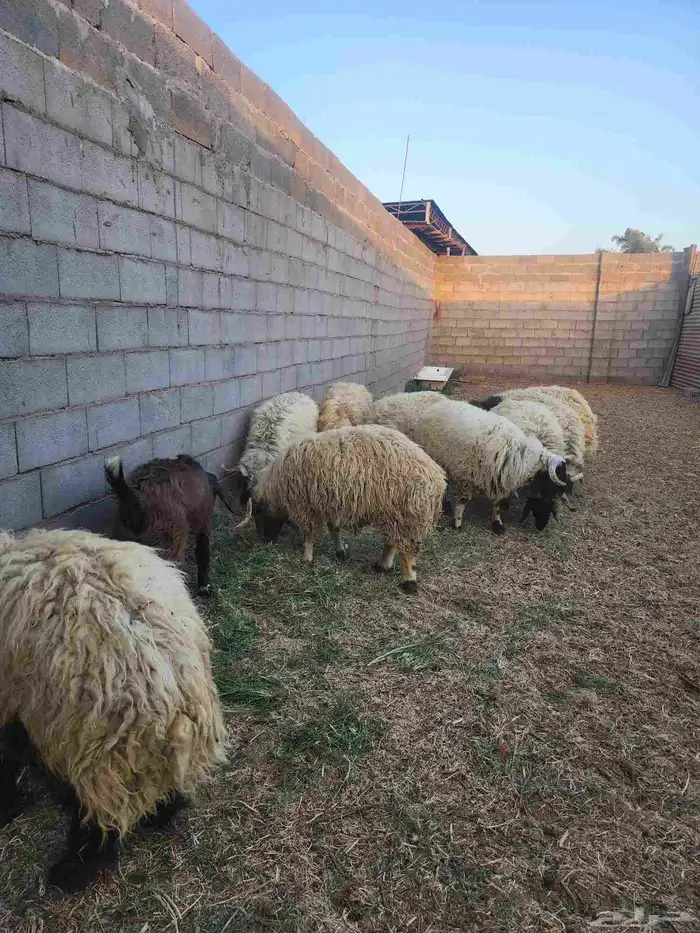 خرفان نعيم و هرافي 11