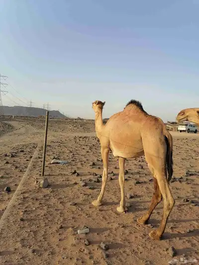 بكار حمر خوات index