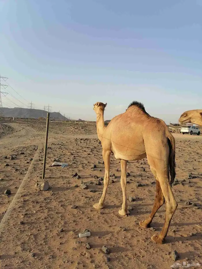 بكار حمر خوات 7