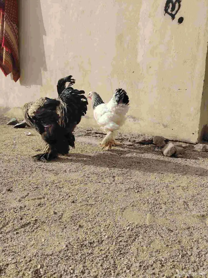 للبيع دجاج براهما 2