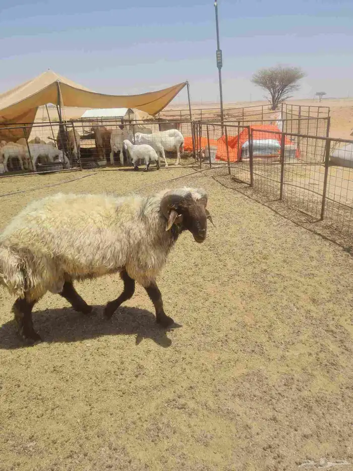 للبيع فحل نعيم فاخر من الااخر له انتاج عندي من الحري 2