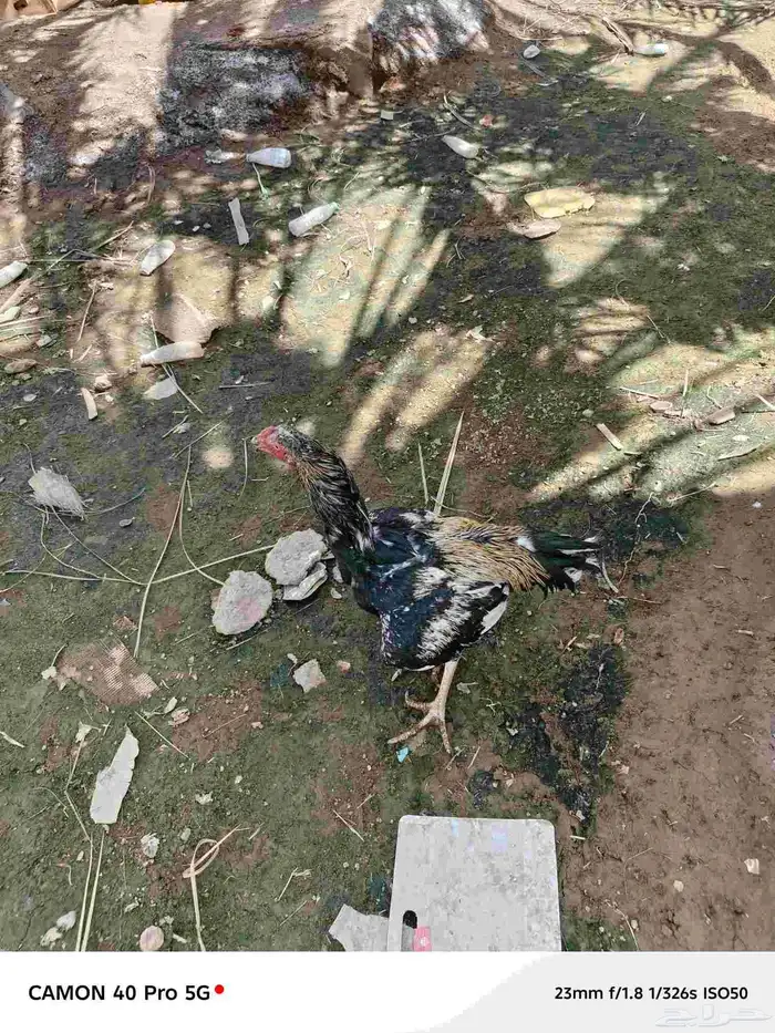 ديك باكستان سندي بيور 2
