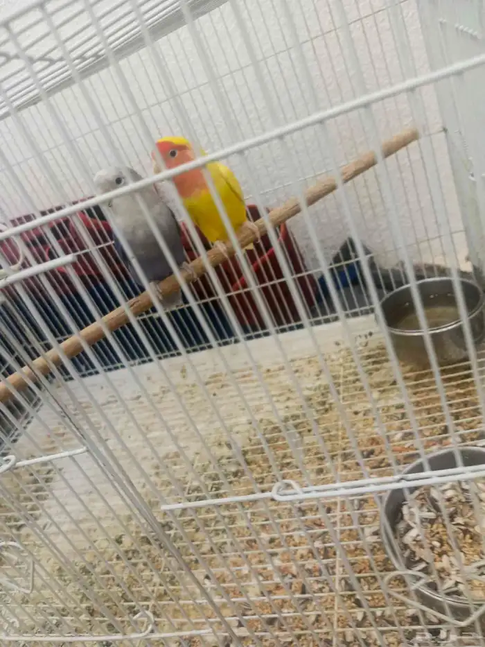 زوج بغبغاء روز للبيع مع قفصهم والبياضه 2