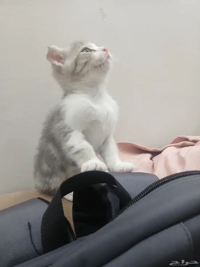 كيتن سكوتش فولد للبيع 1