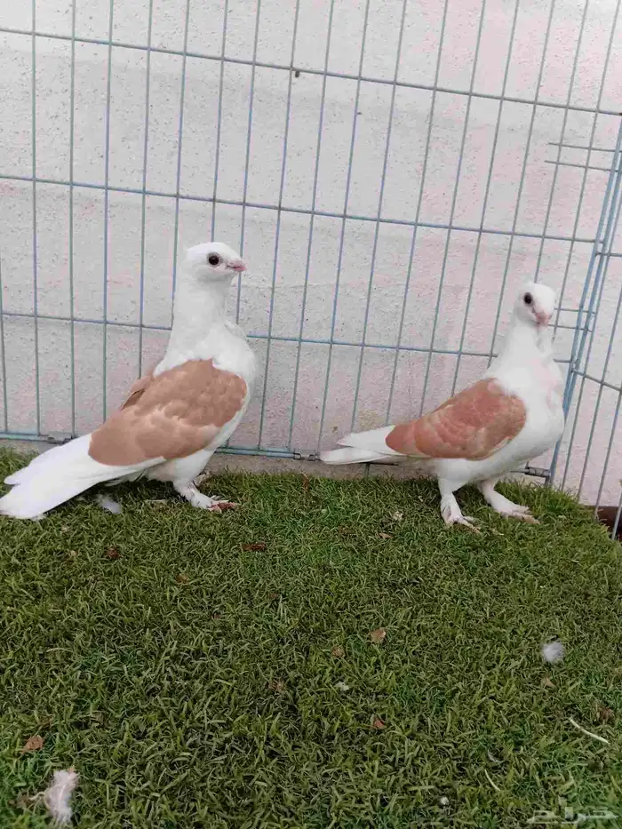 طبه حب رمان مكتف اصفر 7