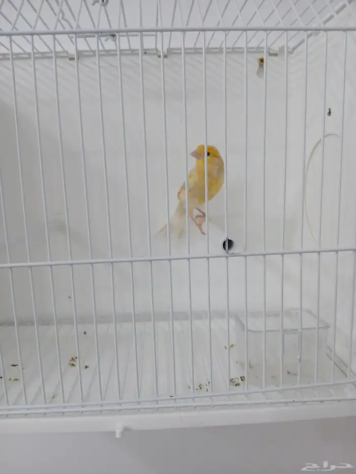 انثى كناري جاهزه ( تم البيع ) 1
