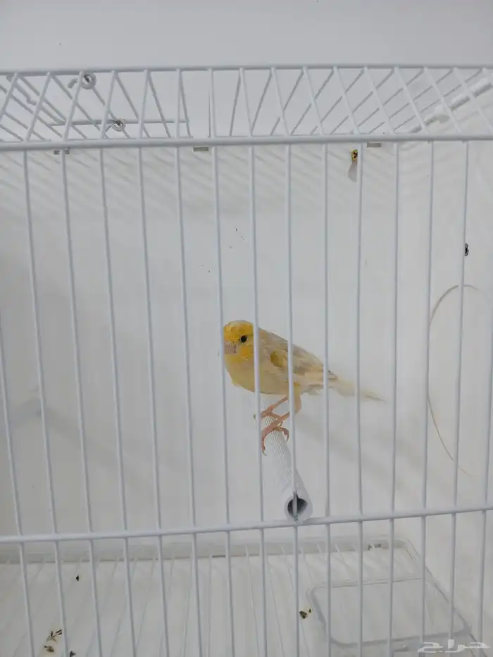 انثى كناري جاهزه ( تم البيع ) 2