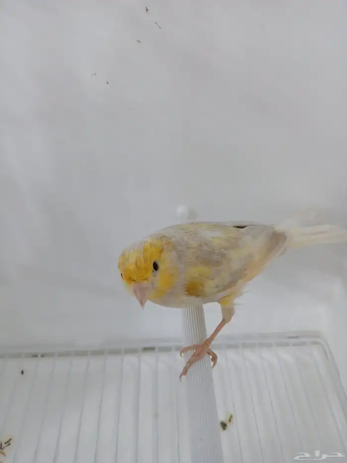 انثى كناري جاهزه ( تم البيع ) 0