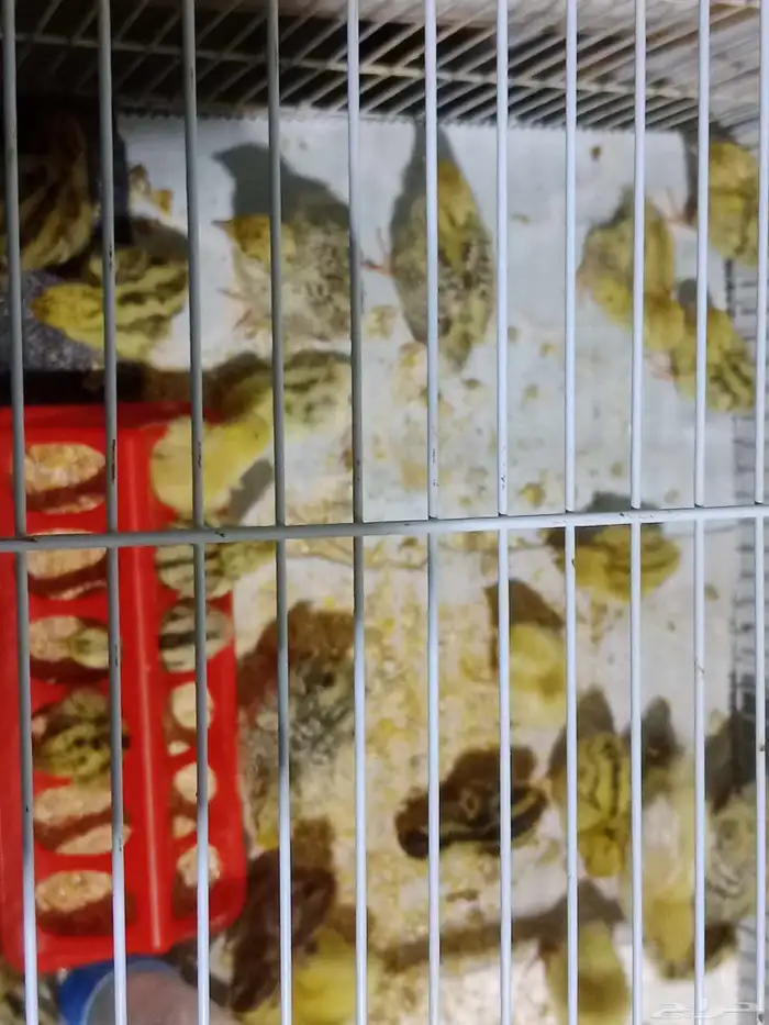 سمان للبيع 2