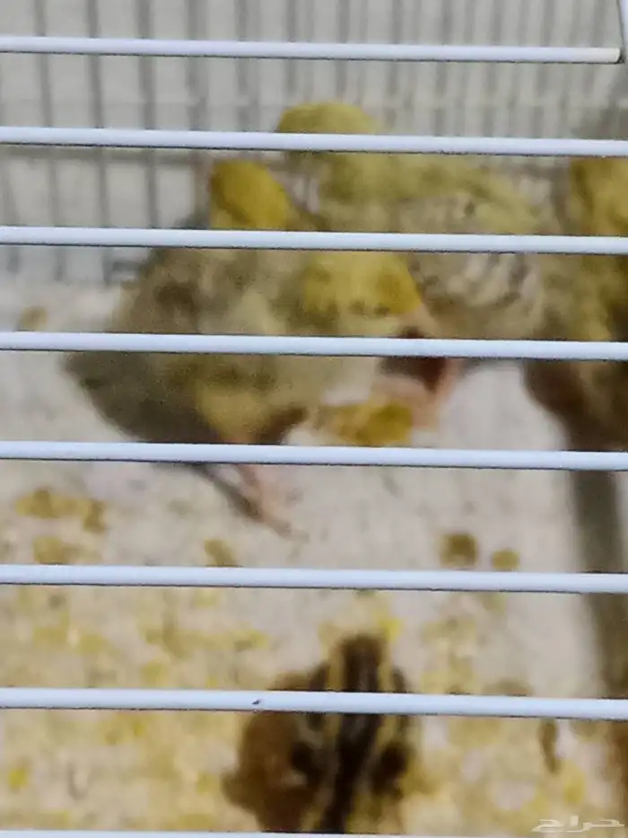 سمان للبيع 0