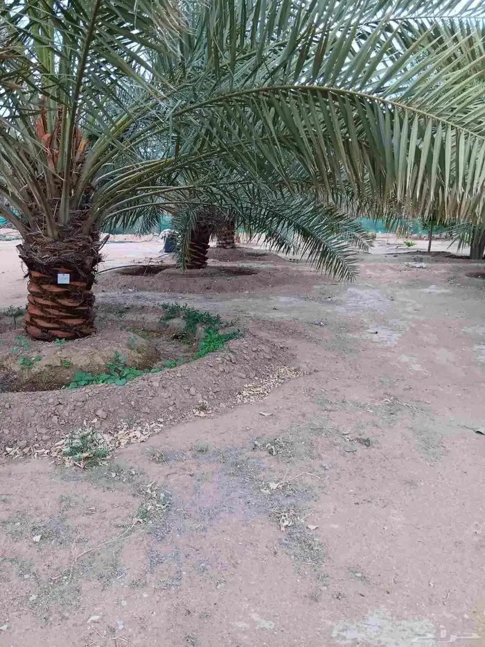 مزرعة في ملهم شمال الرياض للايجار اليومي 13