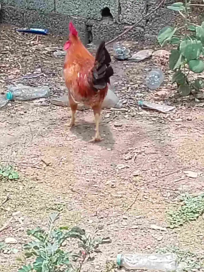 ديوك بلدي للبيع 3