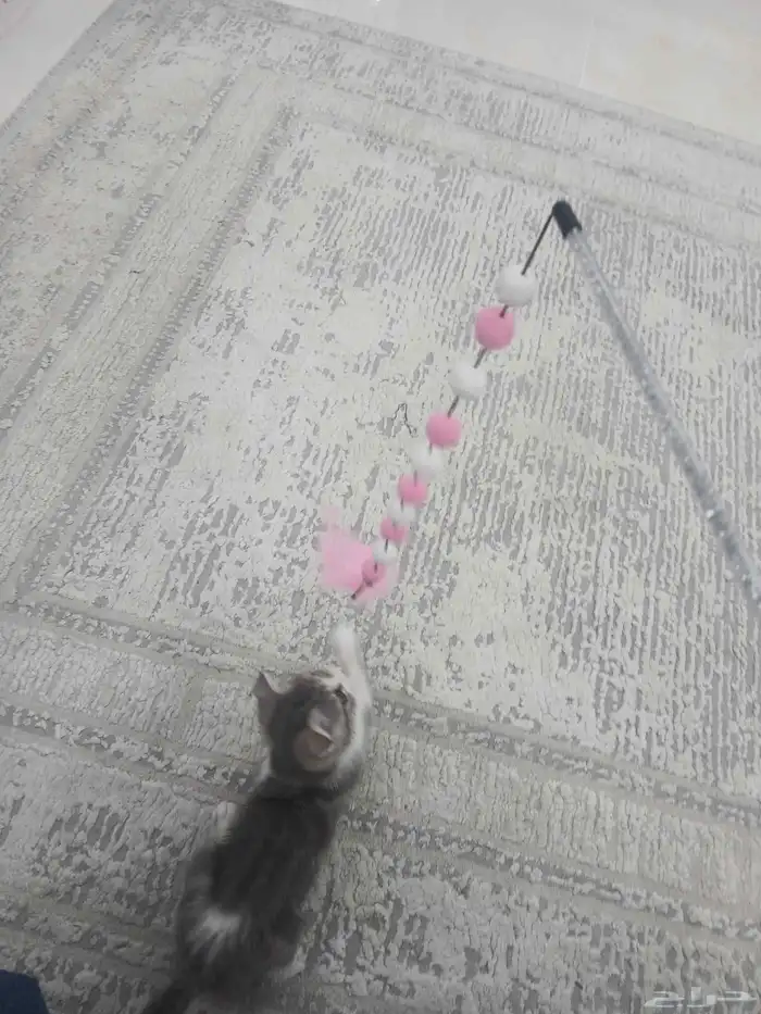 كيتن سكوتش فولد للبيع 3