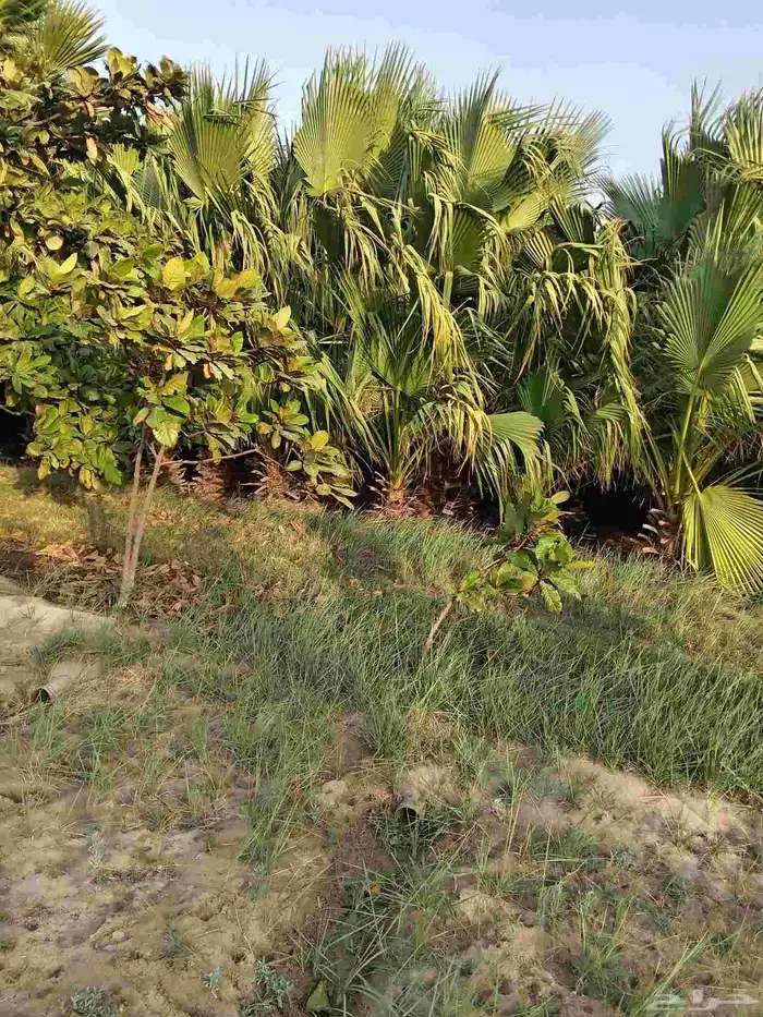 ابوياسين لبيع جميع انواع النخيل البلدي والواشنطن والفسيل 4