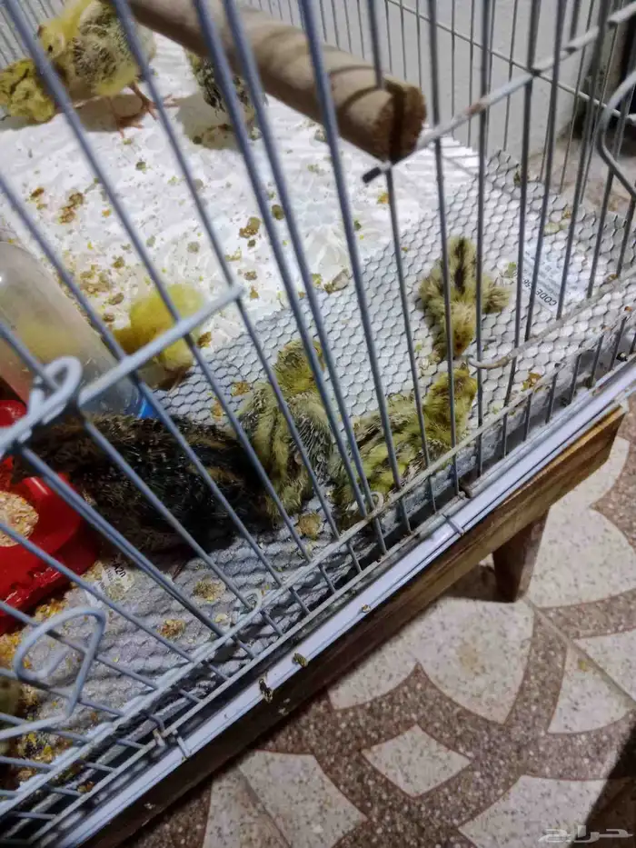 سمان للبيع 1