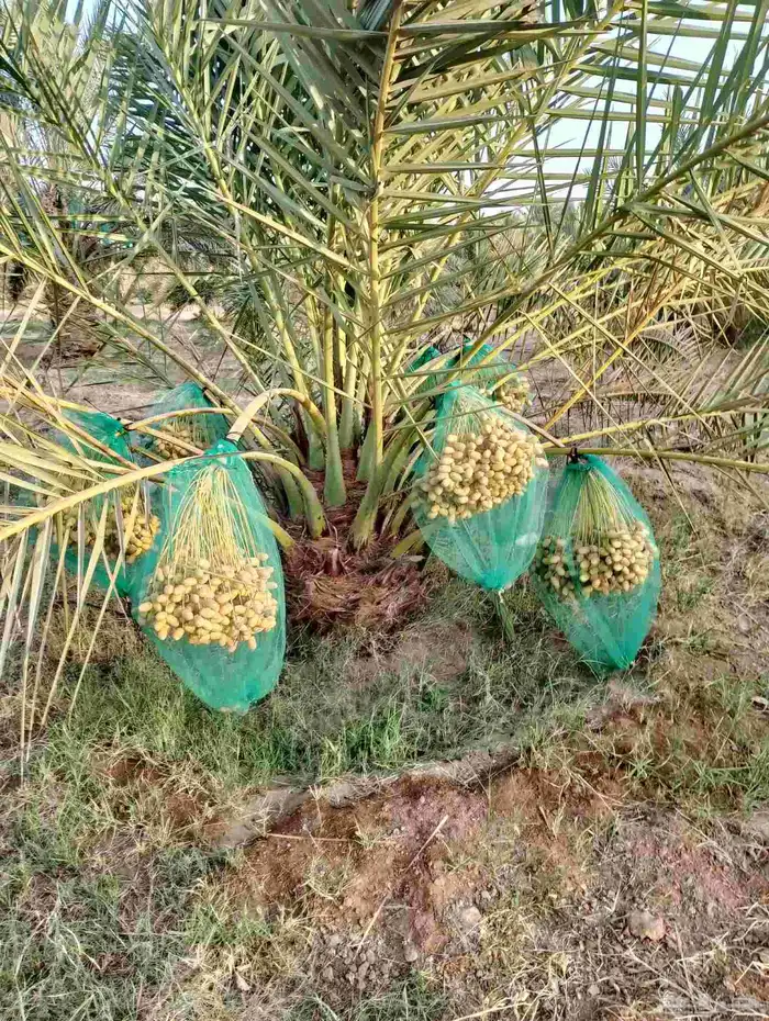نخل مثمر للبيع خلاص منيفي سلج صقعي هلالي مجدول ونوايع آخر 0