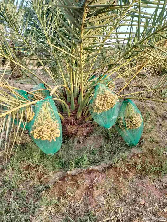 نخل مثمر للبيع خلاص منيفي سلج صقعي هلالي مجدول ونوايع آخر 1