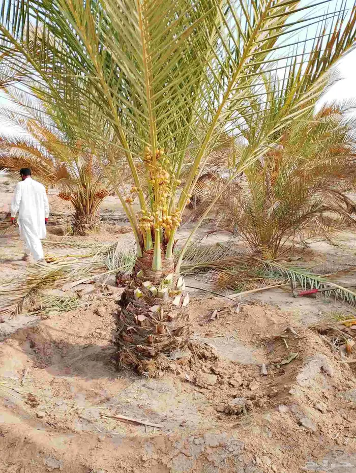 نخل مثمر للبيع خلاص منيفي سلج صقعي هلالي مجدول ونوايع آخر 6