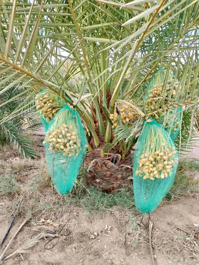 نخل مثمر للبيع خلاص منيفي سلج صقعي هلالي مجدول ونوايع آخر 3