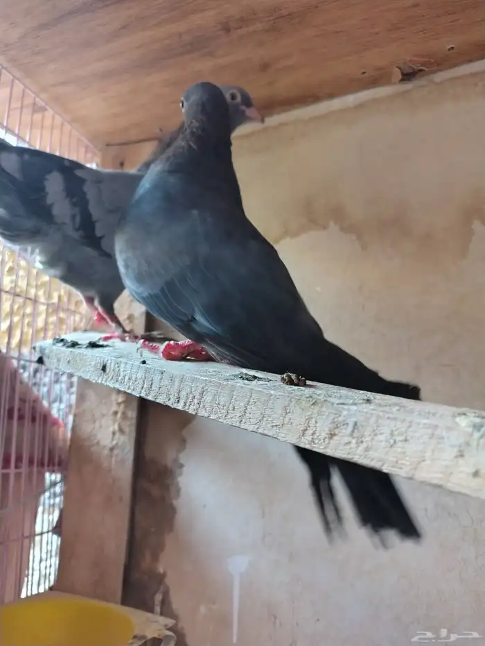 للبيع جوز صنعاوي مع فرخين 0