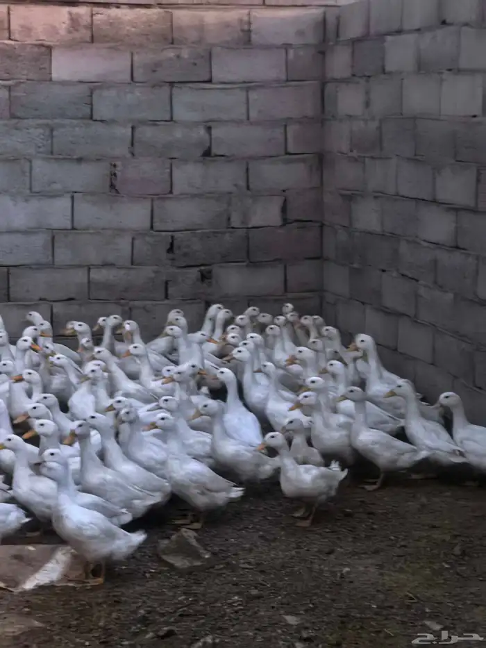 بط بكين 2