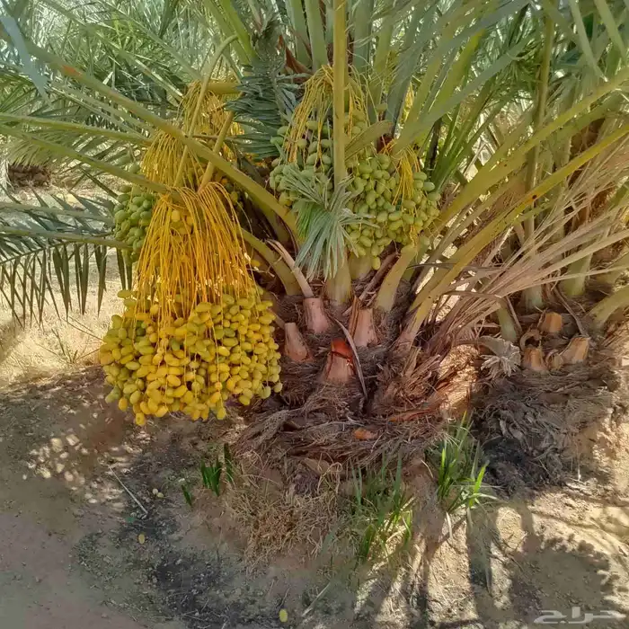 نخل للبيع مشكلات 4