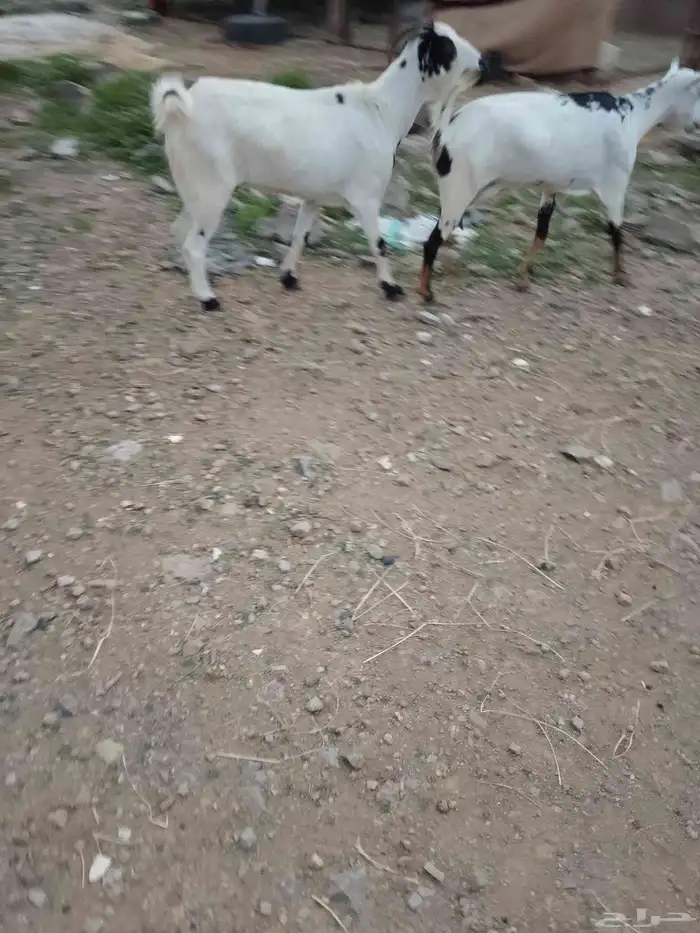 ماعز العدد2دفيع الموقع العيدابي 4