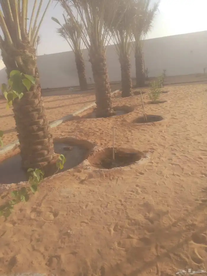 نخيل 9
