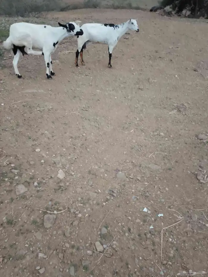 ماعز العدد2دفيع الموقع العيدابي 5