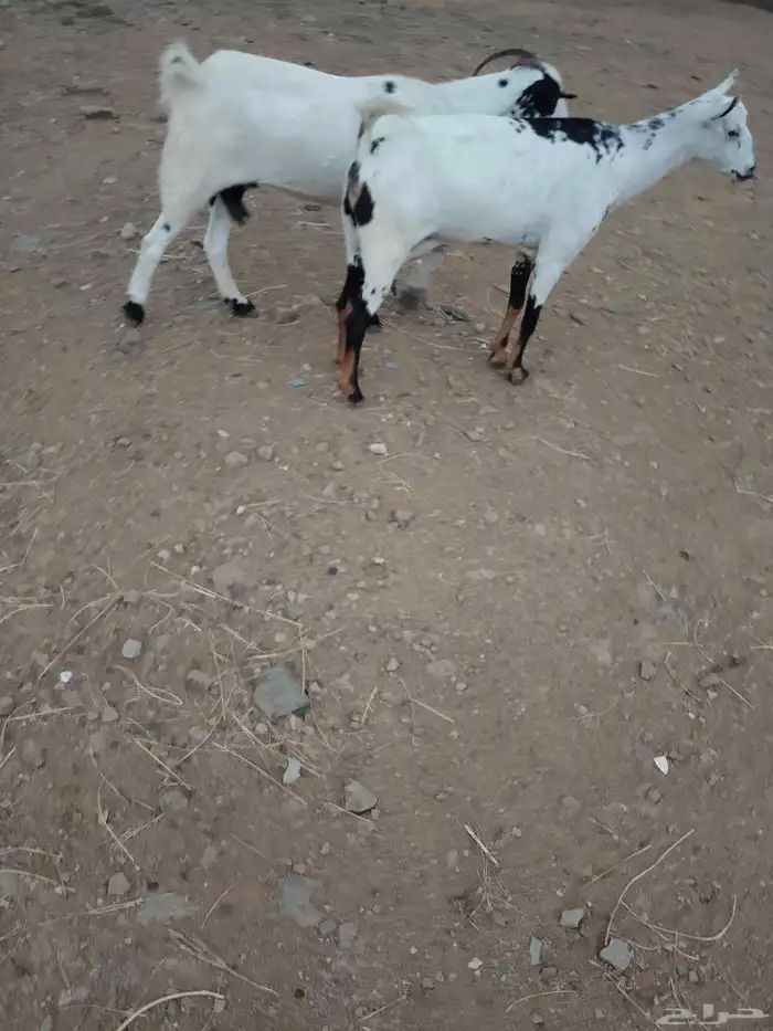 ماعز العدد2دفيع الموقع العيدابي 3