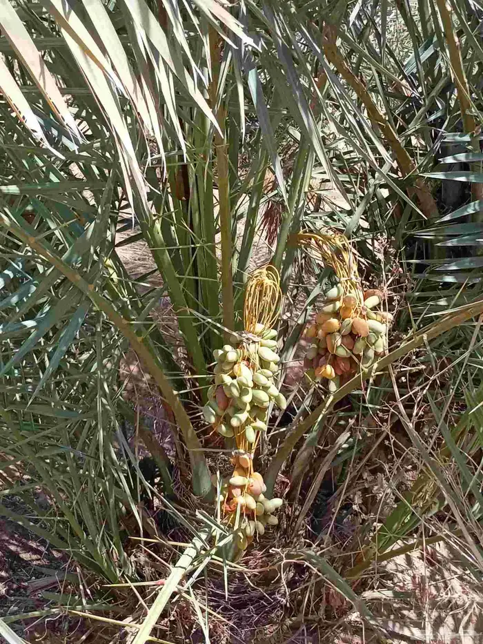 النخل للبيع وشاري يسوم جمله وتفرد حتا واحده 0