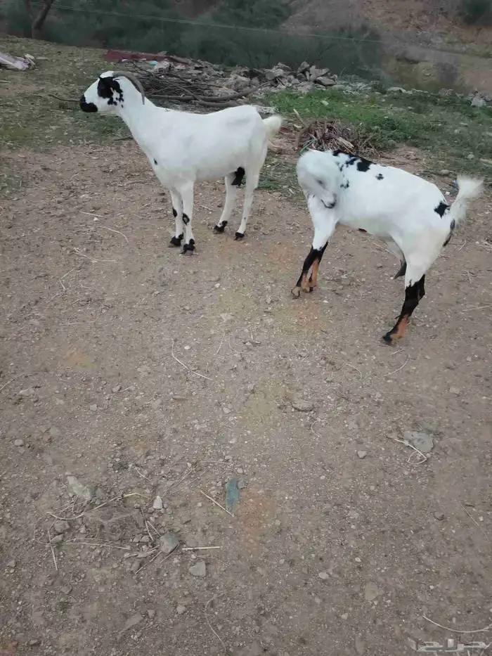 ماعز العدد2دفيع الموقع العيدابي 0