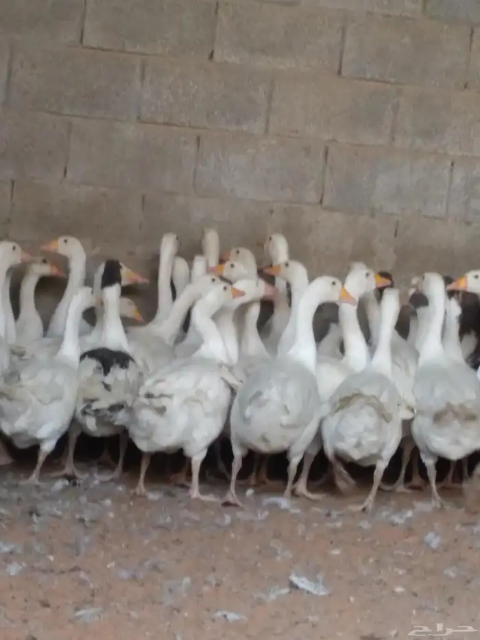 وز بلدي منتج 1