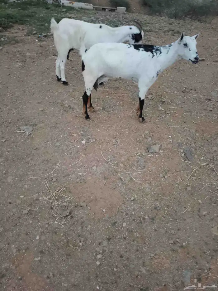 ماعز العدد2دفيع الموقع العيدابي 1