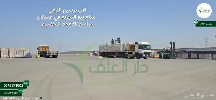برسيم الراعي المصري مستورد 1