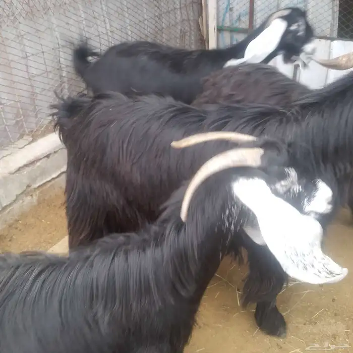 اعرض لكم معزه عوارض منايح بافحل عارضي صنف فاخر 2