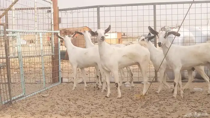 جفار بيشيات كحل صنف الصنف فاخره ماعز مقاني مراح 13